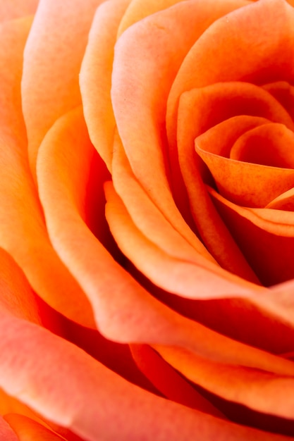 Details of orange rose petals