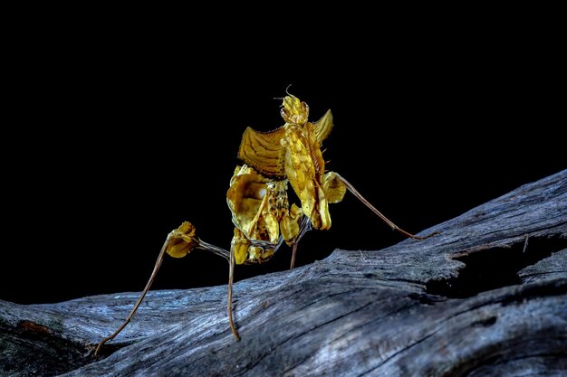 검은 배경 Idolomantis diabolica 근접 촬영으로 마른 꽃 봉 오리에 악마 꽃 사마귀 근접 촬영