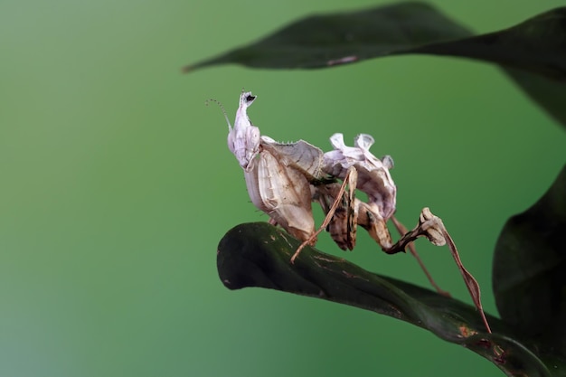 緑の葉に悪魔の花カマキリのクローズアップ