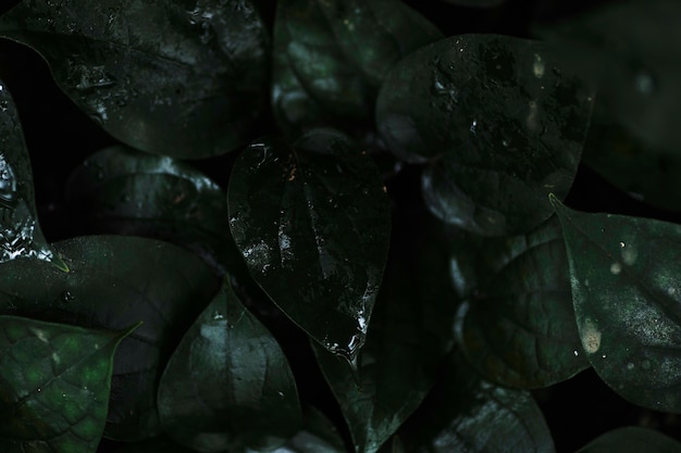 Роса на темных листьях