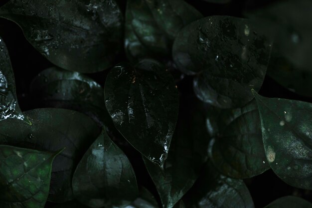 Dew on dark leaves