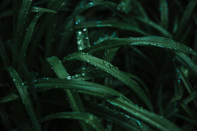 Dew droplets on grass