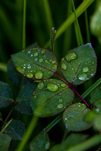 Dew droplets on leaves