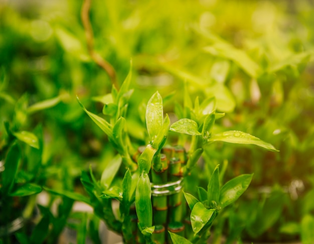 幸運な竹の植物に露が値下がりしました