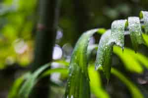 Бесплатное фото Капли росы на листьях зеленого растения