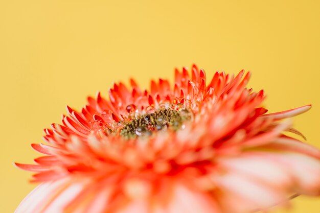 Dew on pretty flower