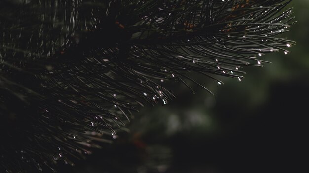 Dew on on spiky pine tree branch