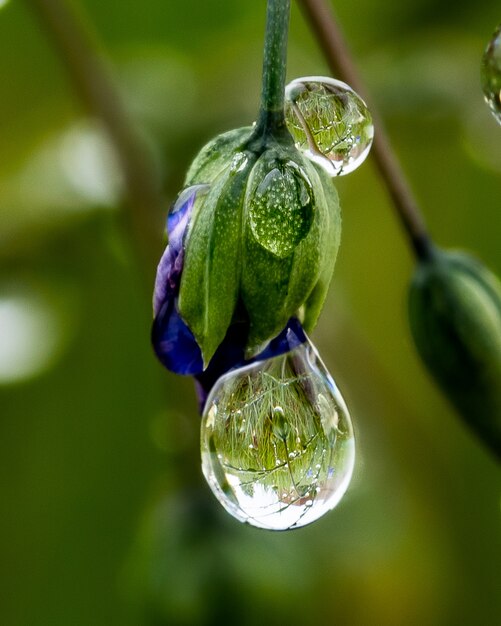 Dewdrops hanging from a  flower bud with the reverse reflection of green plants