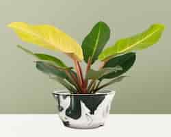 Free photo dieffenbachia camille plant in a pot