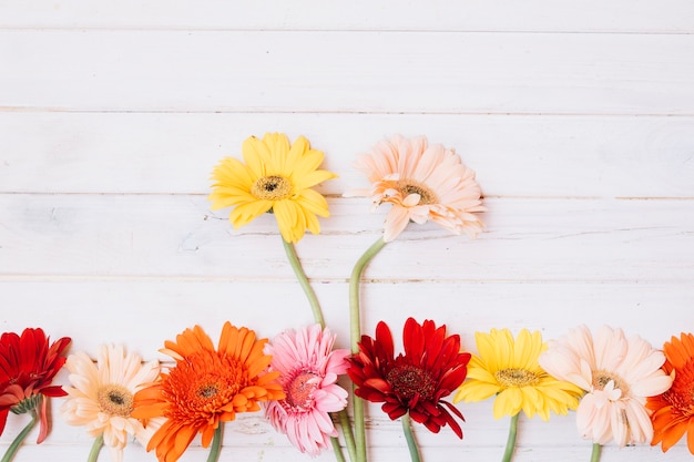 Different blooming flowers on table