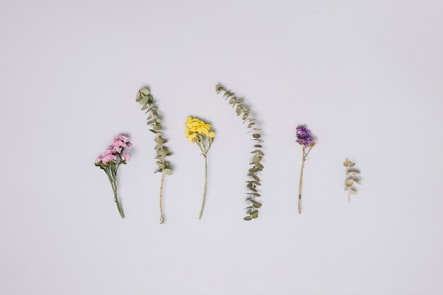 Different flowers branches on white table