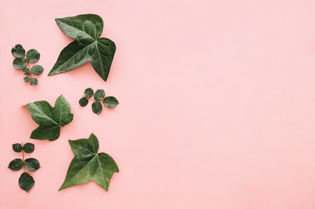 Different green leaves isolated on pink surface