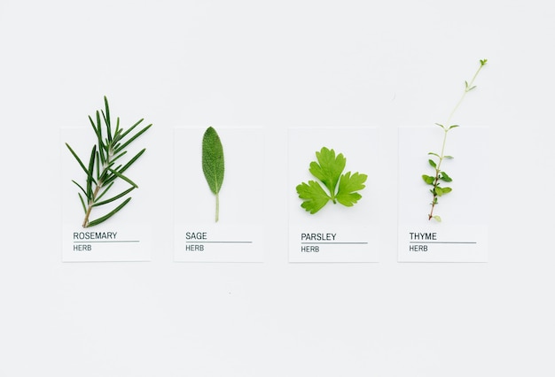 Different kinds of herbs