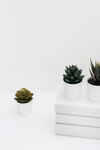 Different potted cactus plant with stacked of books against white background