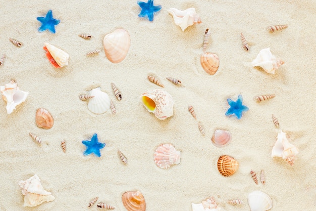 砂の上に散在しているさまざまな貝殻