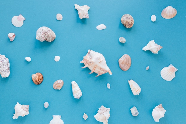 Different sea shells on table