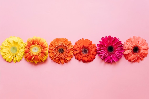 無料写真 ラインの異なる色合いの花