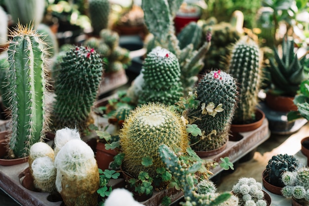 Different type of cactus plants growing in greenhouse