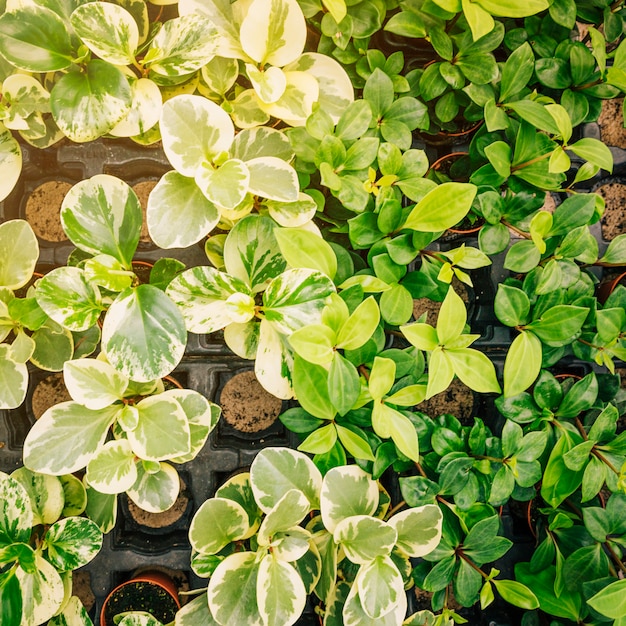 Free photo different type of seedlings on potted plant