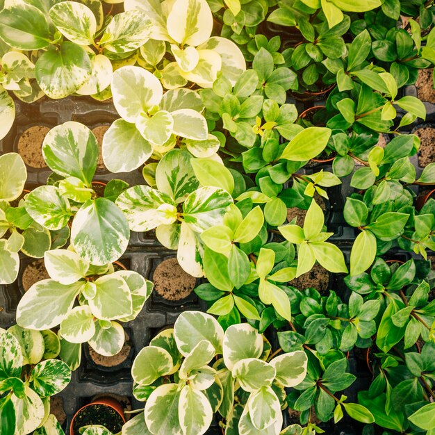 Different type of seedlings on potted plant