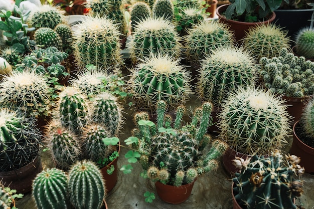 Free photo different type of spiked succulent plants