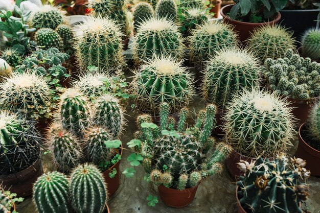 異なるタイプのスパイクされた多肉植物