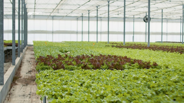 Different types of fully grown lettuce ready for harvest in empty greenhouse with hydroponic enviroment. Nobody in organic vegetables farm enviroment bio food being cultivated without pesticides.