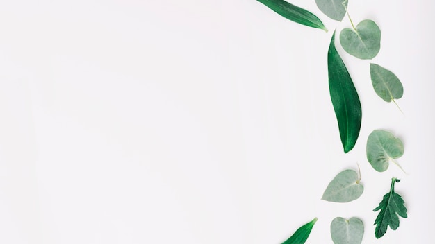different types of leaves on white background