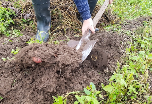 Выкапываем картошку лопатой на сельскохозяйственных угодьях