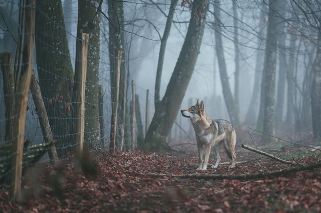 DIGOIN, FRANCE - May 05, 2020: Misty wolf