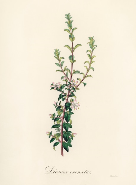 免费照片diosma crenata插图从药用植物学(1836)