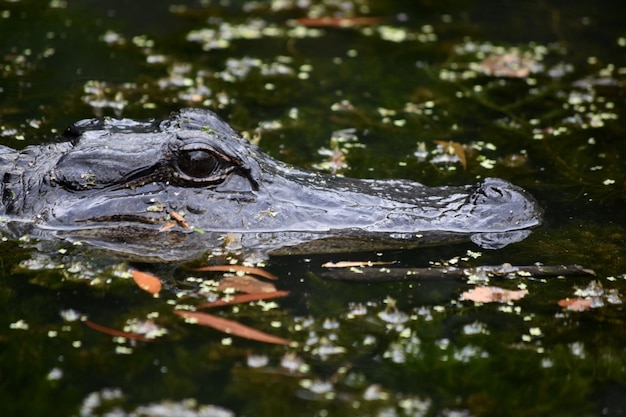 Direct look into the eyes of an alligator.