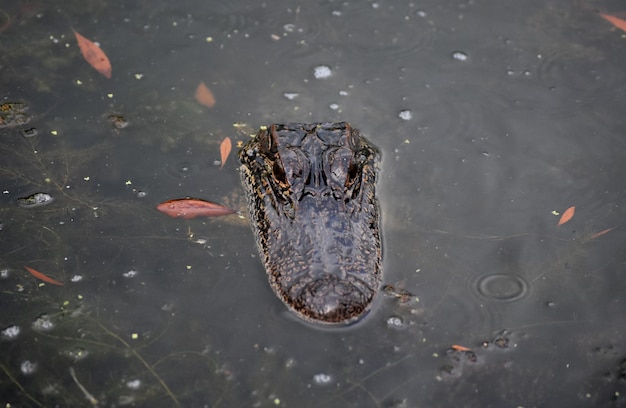 Direct look into the face of an alligator in the bayou.