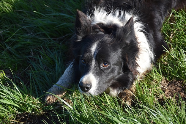 Direct look into the face of a border collie crouched in the grass.