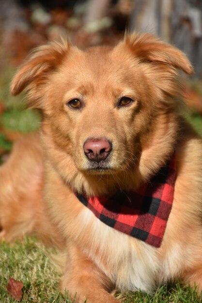 Direct look into the face of a Duck Tolling Retriever Dog.