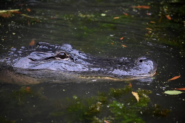 Direct look into the face of a gator in a swamp.