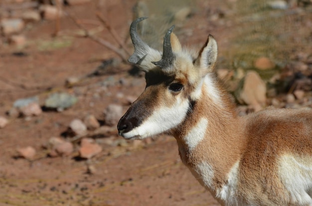 Direct look into the face of a pronghorn antelope on the dry plains.