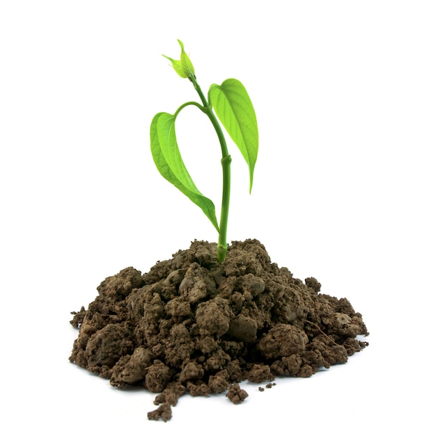 загрязнения экологии весной почва почва