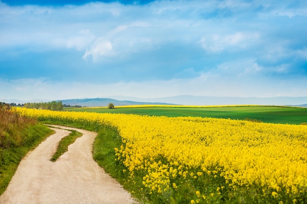 咲く菜の花畑の隣の未舗装の道路