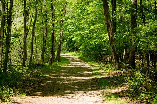 晴れた日に森の木の真ん中に未舗装の道路