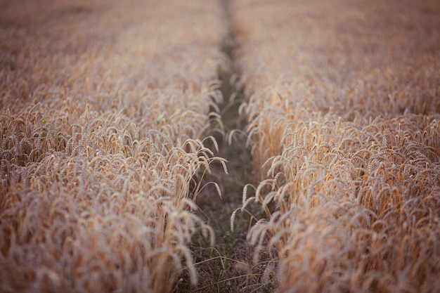 Foto gratuita strada sterrata in un campo di grano