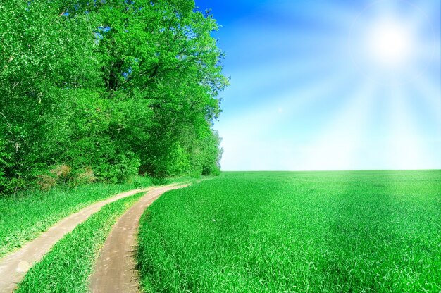 Грязь путь в зеленом поле с солнцем