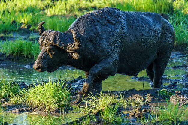 Dirty African buffalo walking on the swamp