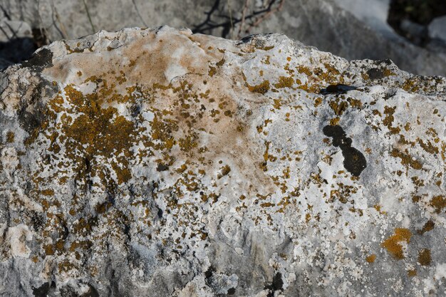 Dirty fungus on rock