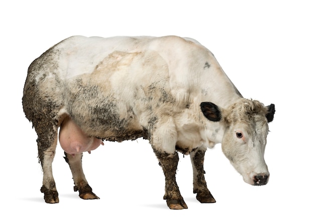 Dirty pregnant belgian blue cow, isolated on white Premium Photo