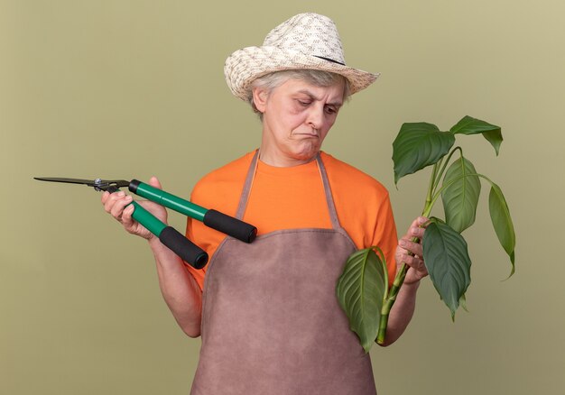 Disappointed elderly female gardener wearing gardening hat holding gardening scissors and looking at plant branch on olive green