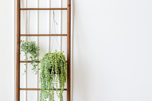 Dischidia oiantha white diamond plants hanging on a wooden ladder