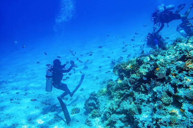 Divers swimming underwater with coral reefs