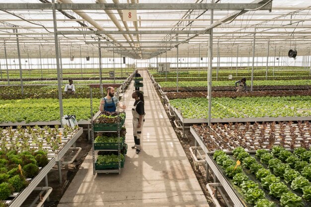 Diverse people working in greenhouse gathering green vegetables pushing crates with salad and microgreens. Agricultural workers growing organic food in hydroponic enviroment.