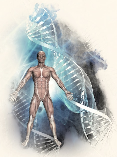 Free photo dna helix with the human body